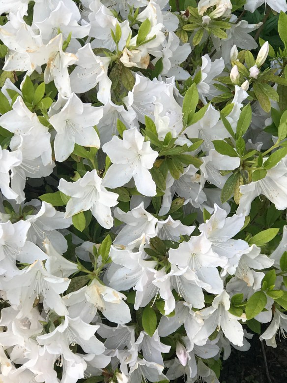 C5711B3B-E190-4F0E-8894-E2D4C1ADDBC8