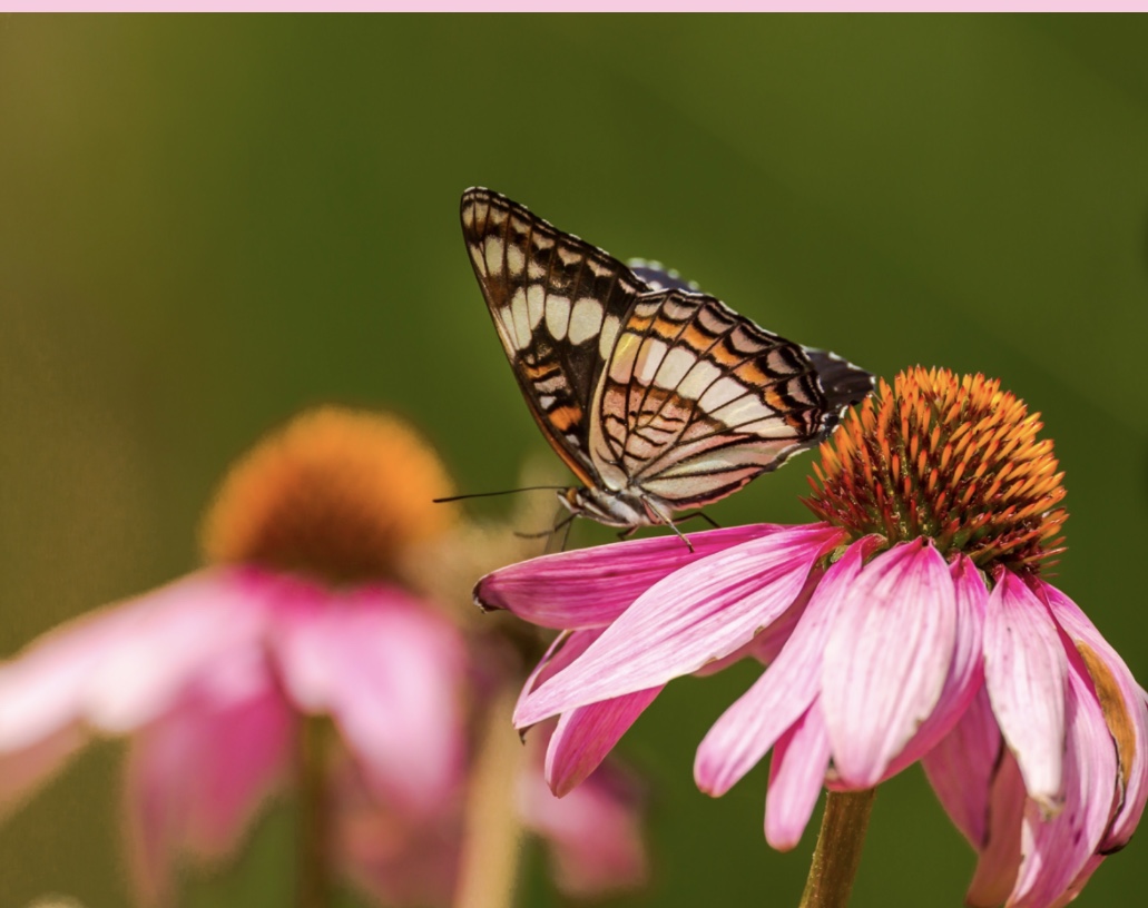 EB979FE9-DC4B-4B49-8C00-5DC0B96BF5AD